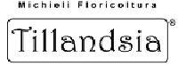 logo-per-sito-Tillandsia-2